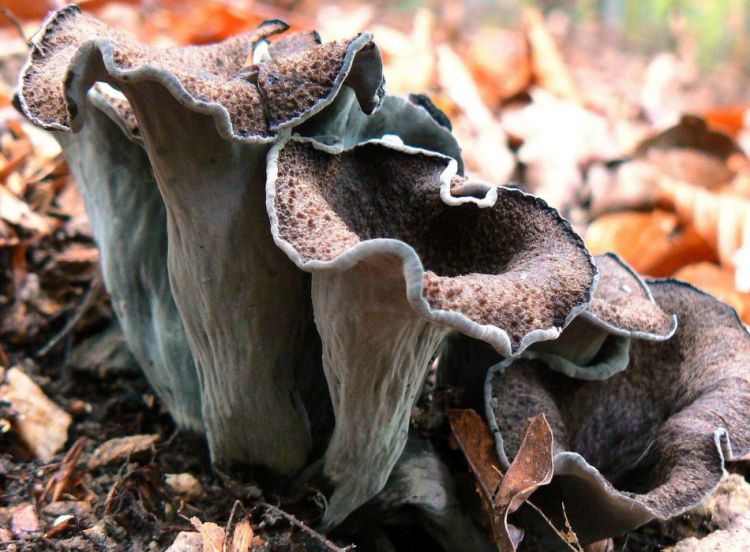 Вороночник або кратереллус ріжок подібний. лисичка сіра - Craterellus cornucopioides (Fr.) Pers. або Cantharellus cornucopioides